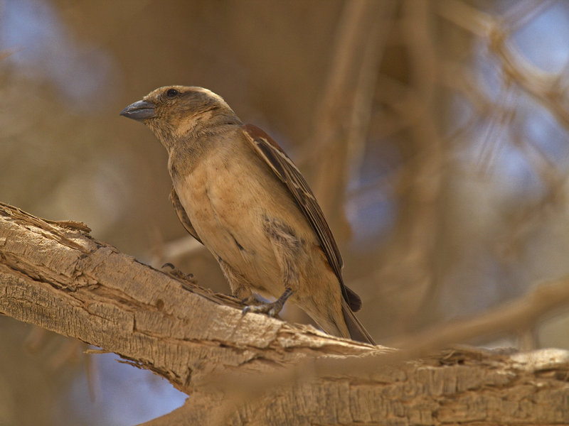 Sossusvlei, Weaver Bird